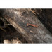 Ніж фіксований туристичний Civivi Carveth C25040-3 Guibourtia Wood