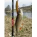 Спінінг Salmo Elite Micro Jig 10 (2.32m, 2-10gr)