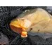 Кукурудза Carp Zoom Sweet Angler's Maize Anise (аніс)