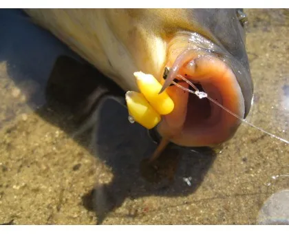 Кукурудза Carp Zoom Sweet Angler's Maize Anise (аніс) Кукурудза Carp Zoom Sweet Angler's Maize Anise (аніс)